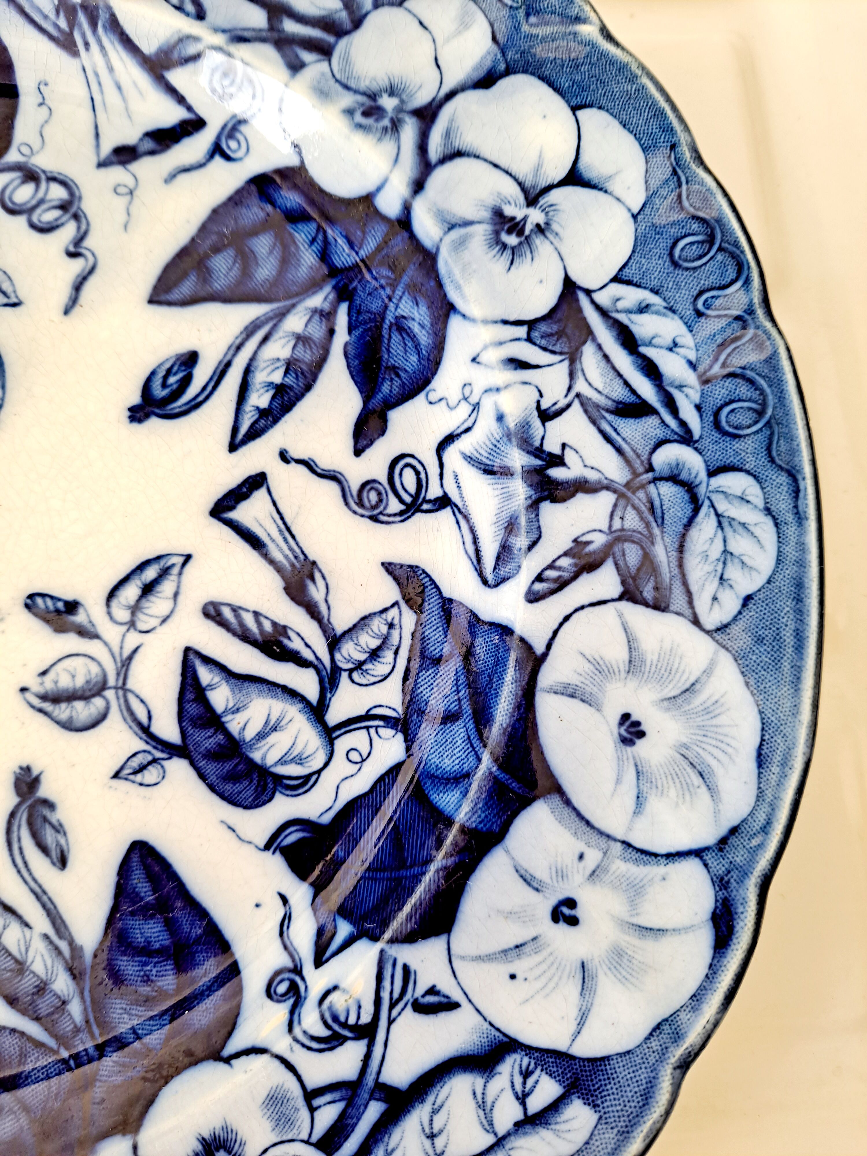 Plate Volubilis J.Vieillard and Johnston