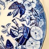 Plate Volubilis J.Vieillard and Johnston