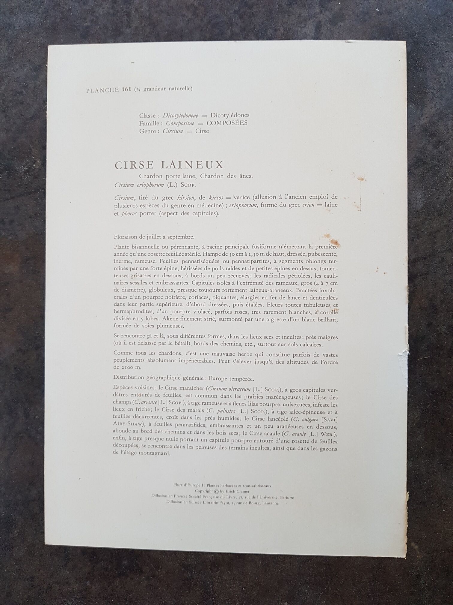 Former plank botanical poster drawing thistle 1955