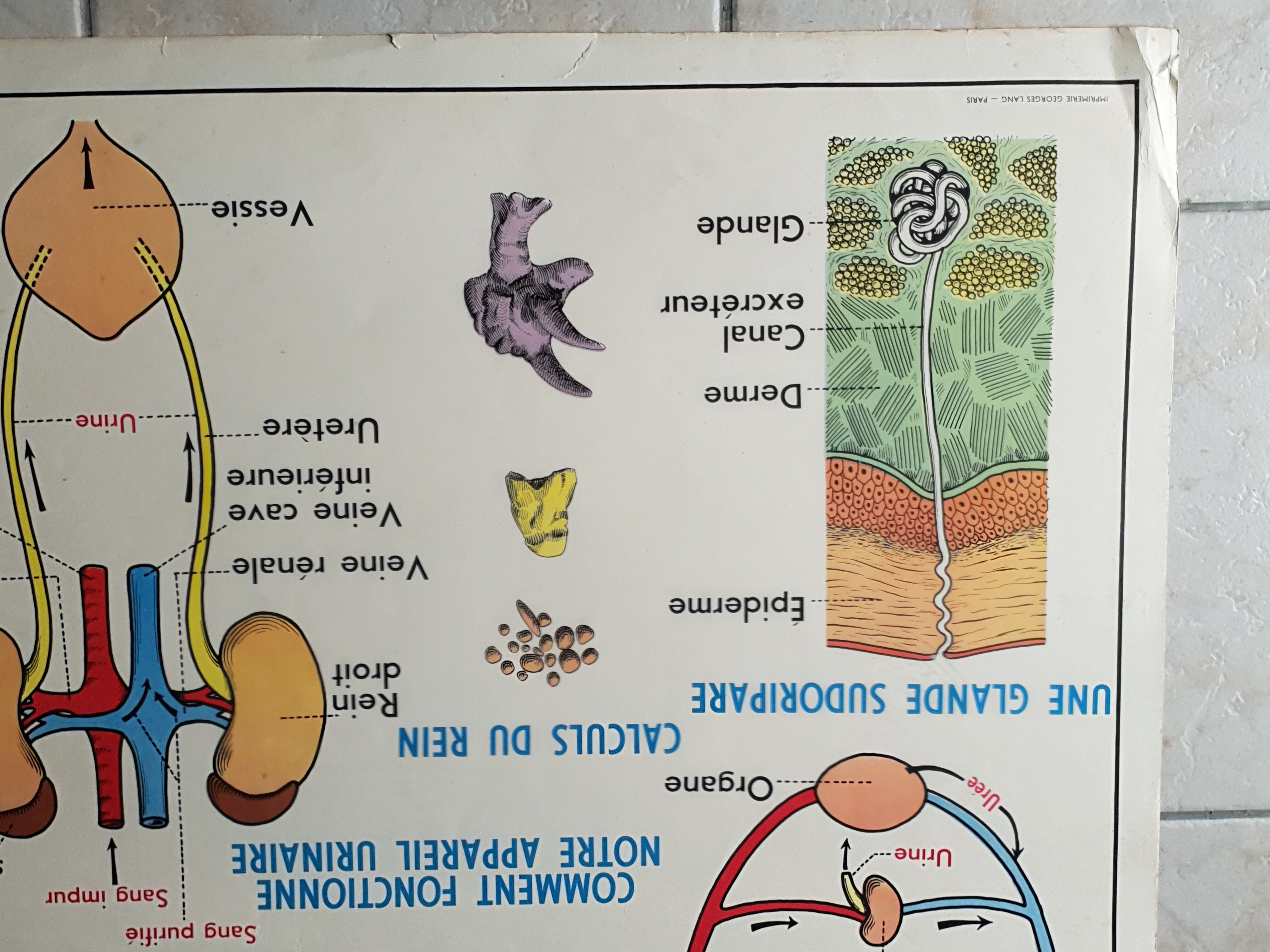 Poster school  excretion & hygiene first aid