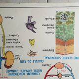 Poster school  excretion & hygiene first aid