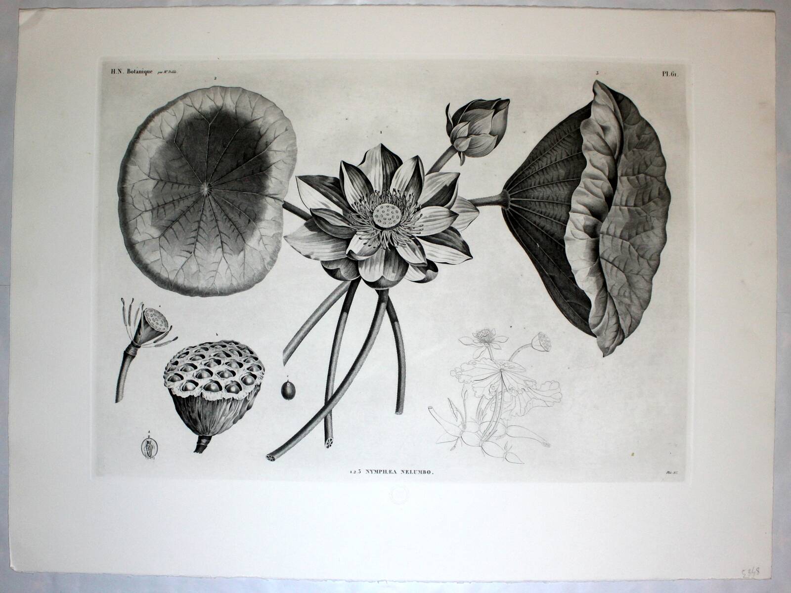 Gravure Fleur - Planche original de la "Chalcographie du Louvre" 1800 - Lotus