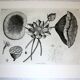 Gravure Fleur - Planche original de la "Chalcographie du Louvre" 1800 - Lotus