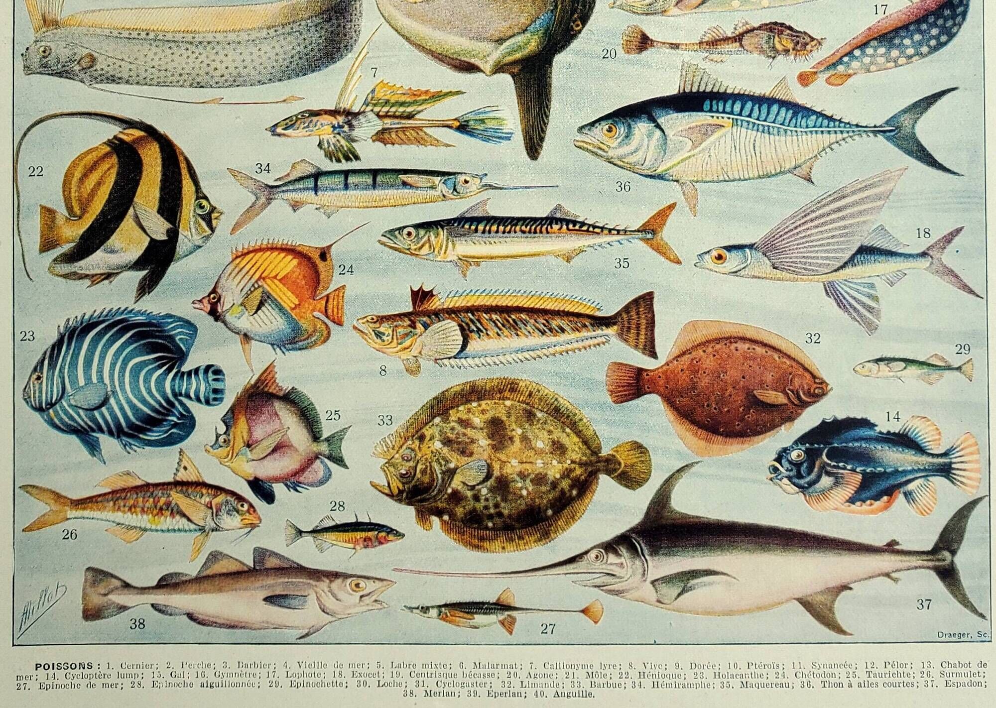Antique engraving 1928, Fish, ocean, marine animals, fauna • Lithograph, original illustration