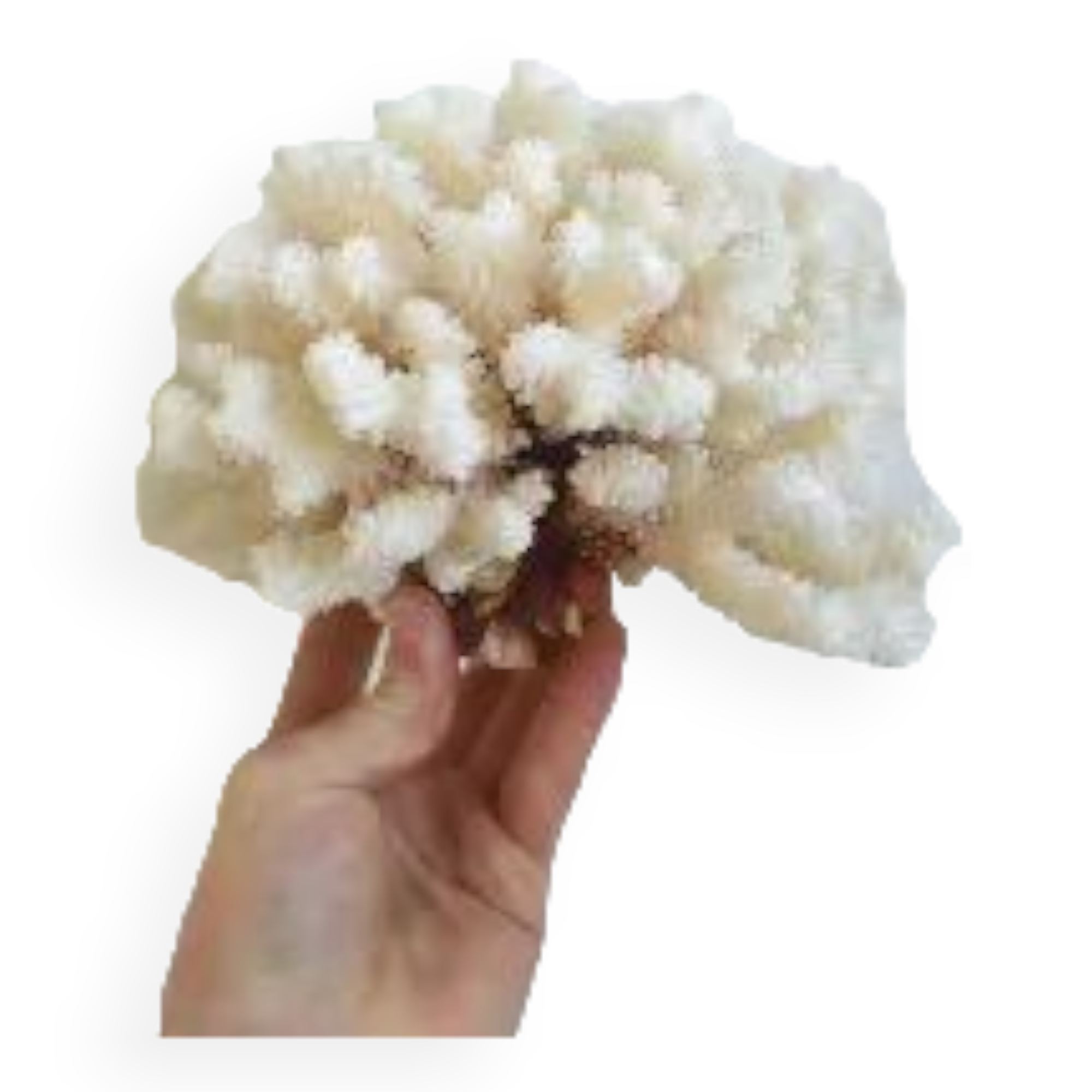 Large white coral