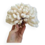 Large white coral