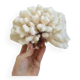 Large white coral