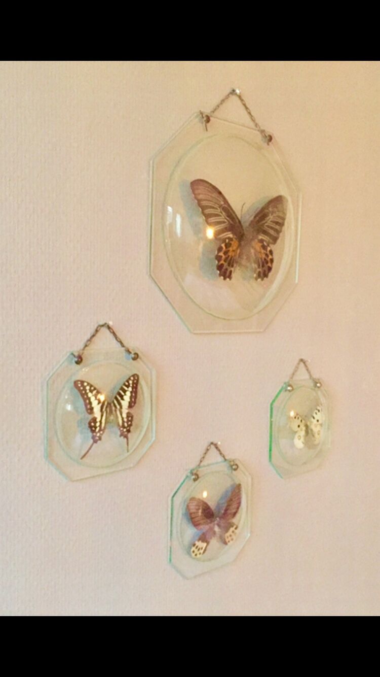 Papillons en cadres globes de verre