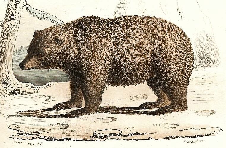 Planche zoologique originale " Loir - Marmotte - Ours Brun " Buffon 1840