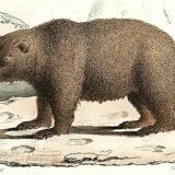 Planche zoologique originale " Loir - Marmotte - Ours Brun " Buffon 1840