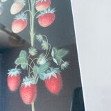 Strawberries framed lithograph