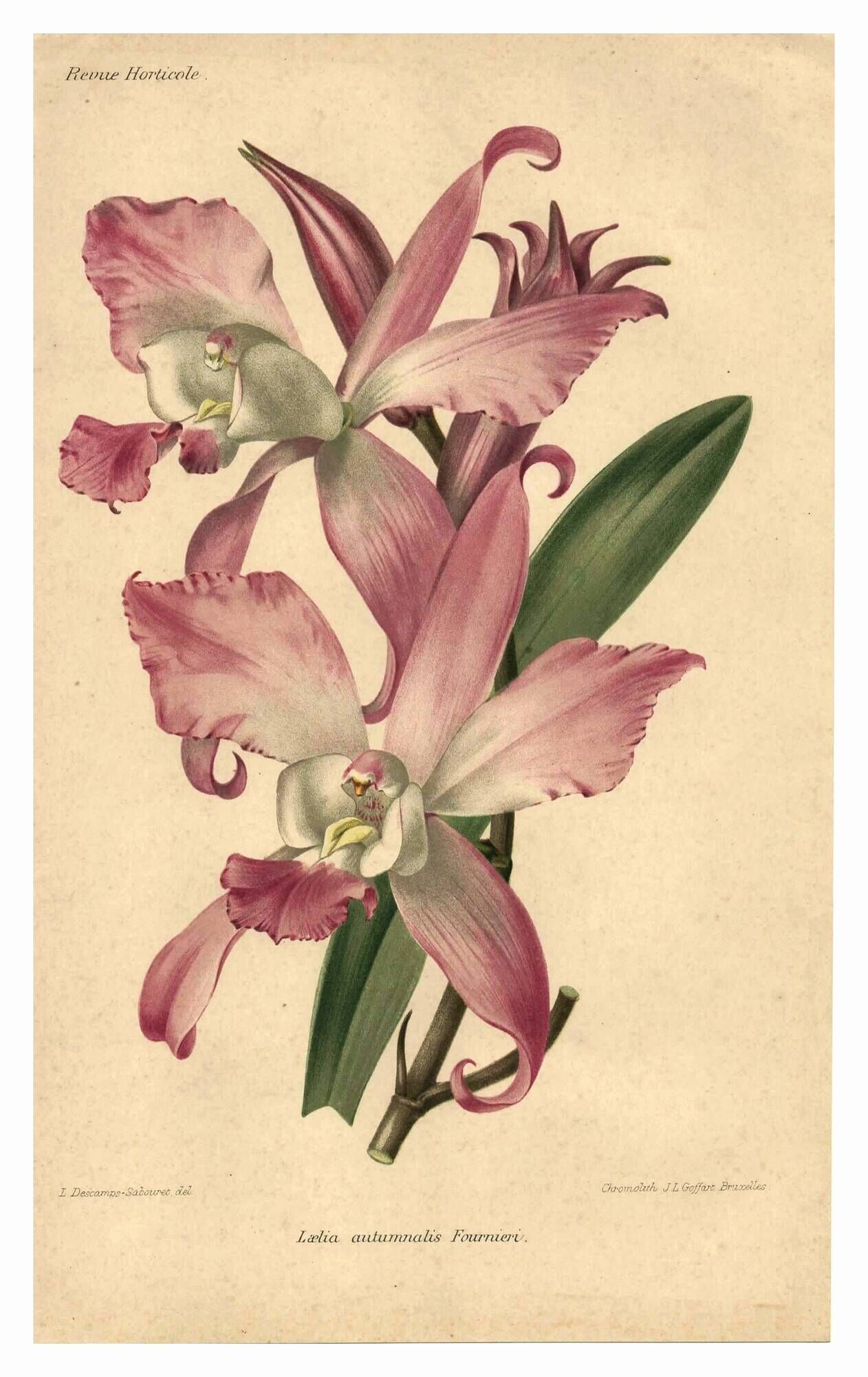 Botanical lithograph from 1896 by L. Descamps-Sabouret • Lælia - Engraving