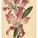Botanical lithograph from 1896 by L. Descamps-Sabouret • Lælia - Engraving