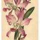 Botanical lithograph from 1896 by L. Descamps-Sabouret • Lælia - Engraving