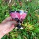 Coffee Cup Set - Vallauris