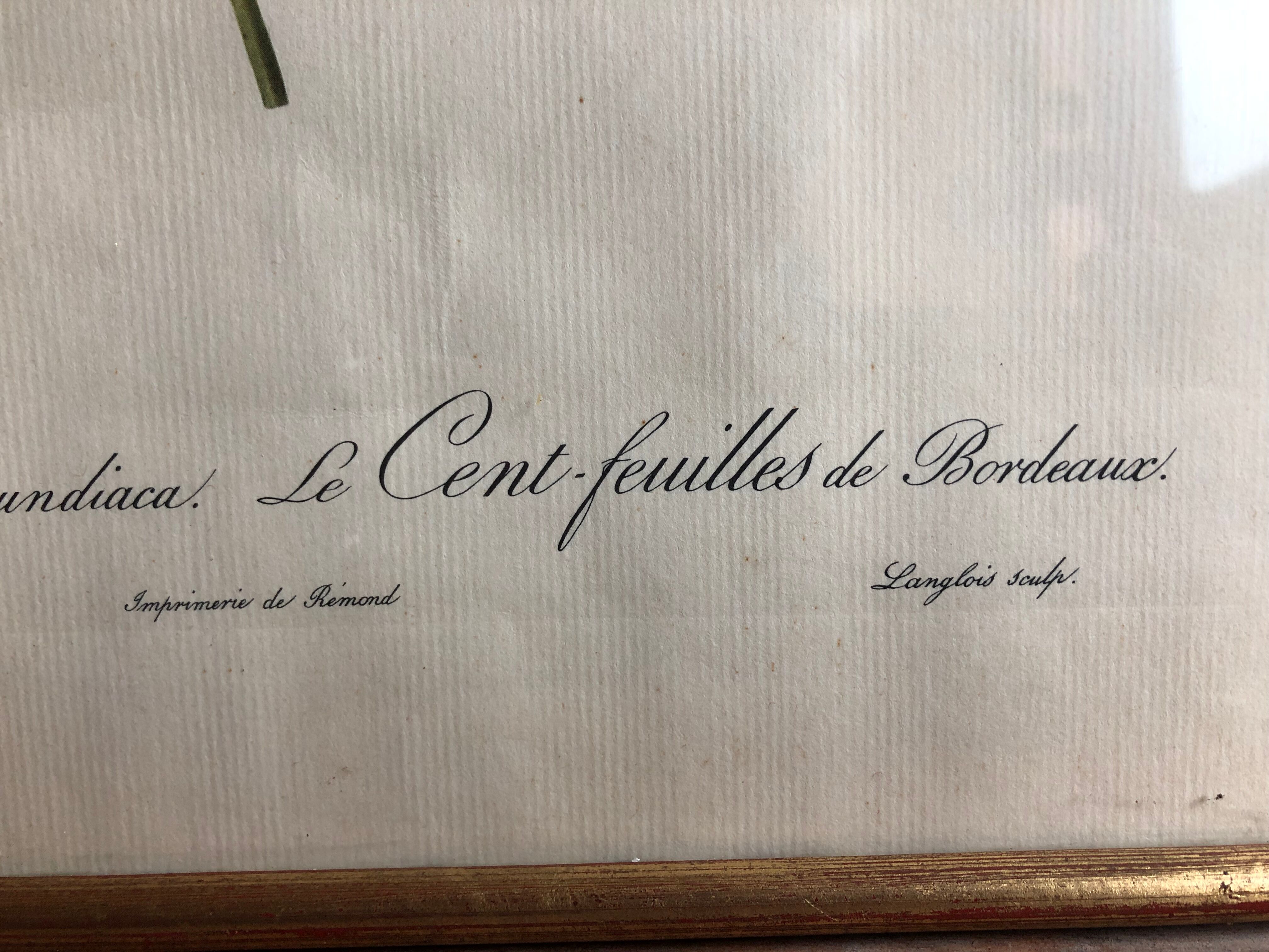Ancienne lithographie planche botanique rose cent feuilles bordeaux vintage