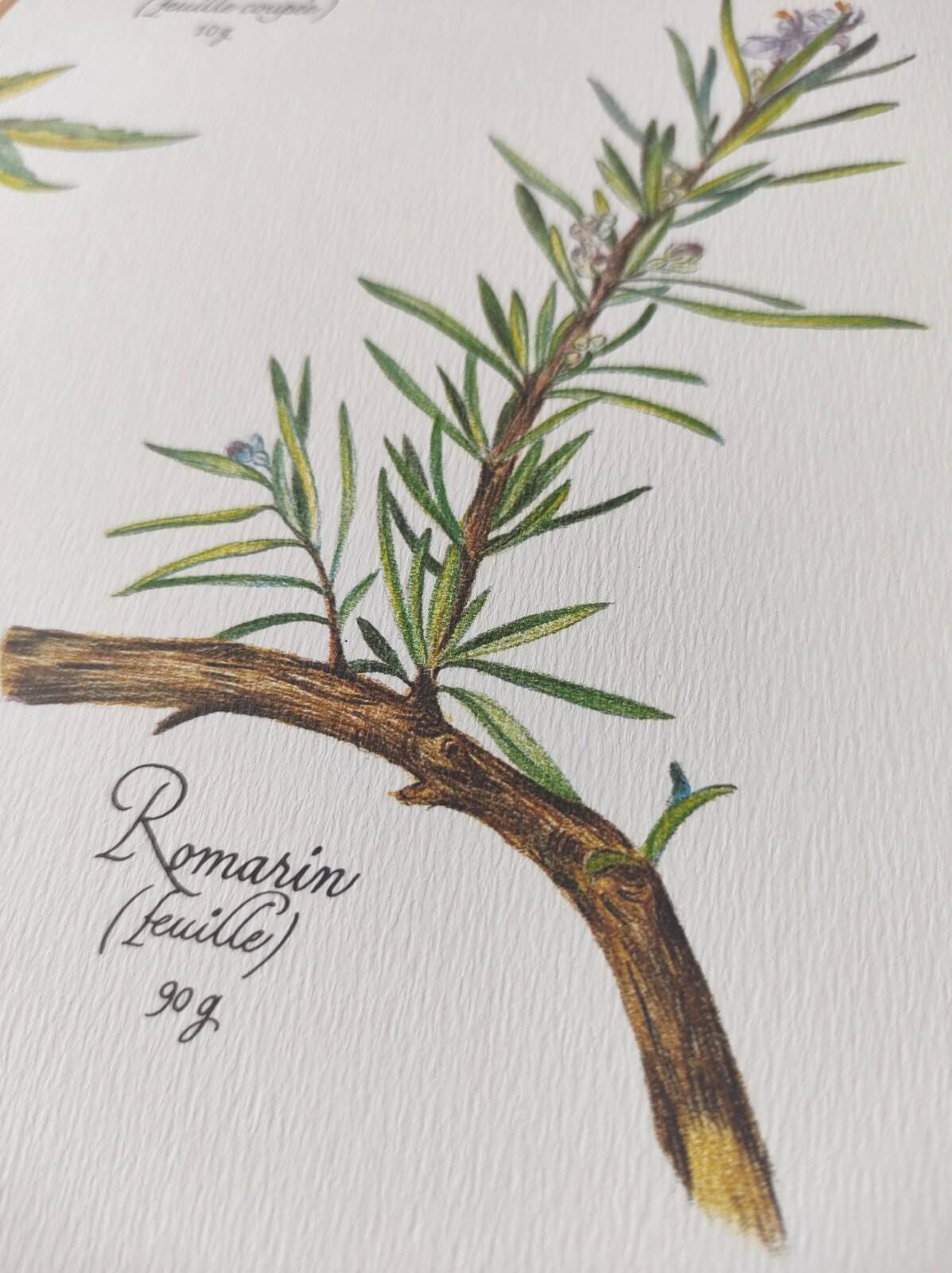 Botanical printing -Herbal tea for drainage- Engraving of medicinal plants and herbs
