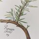 Botanical printing -Herbal tea for drainage- Engraving of medicinal plants and herbs