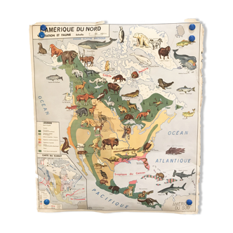Card school Vegetation and fauna of North America and Asia MDI 1960