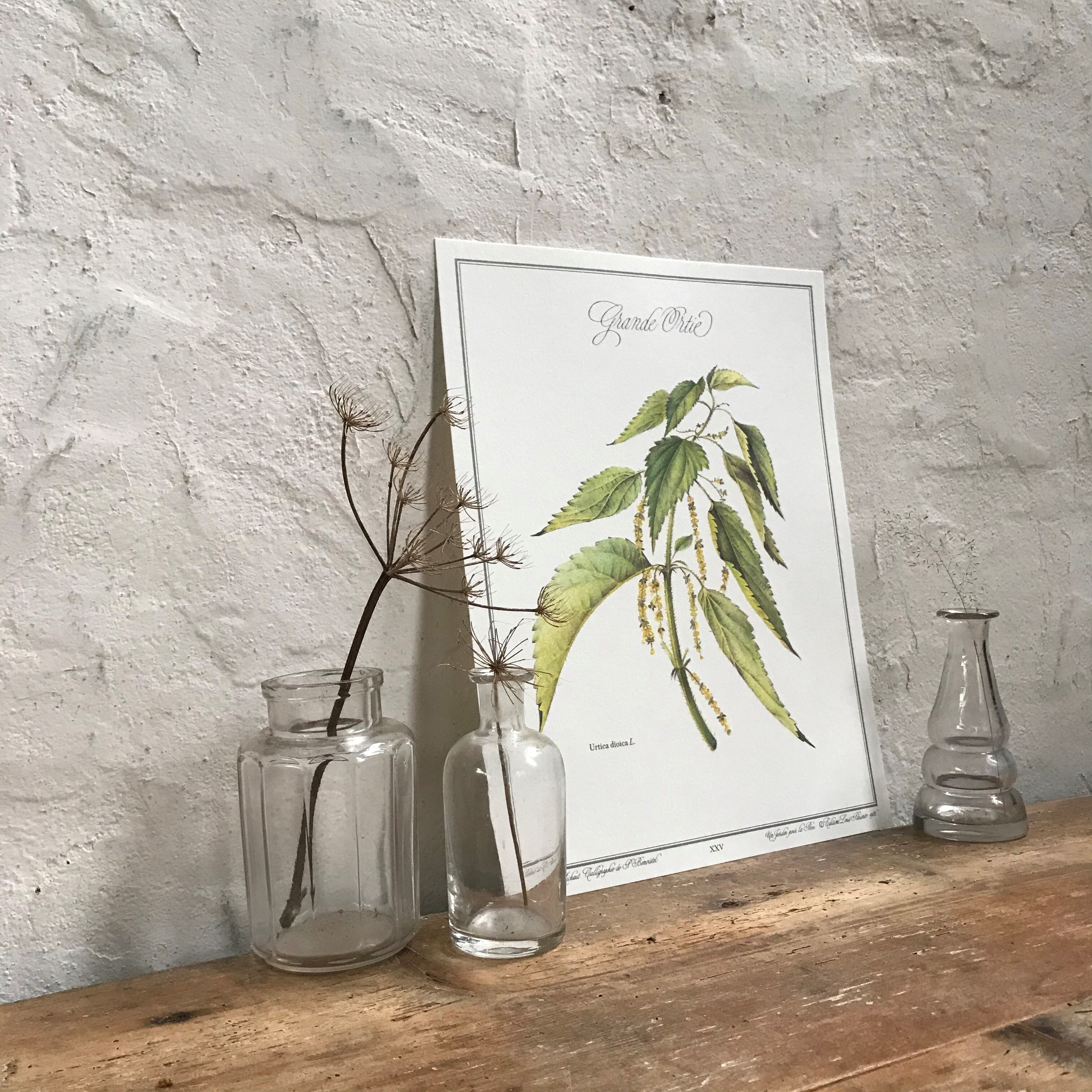 Botanical plank the great nettle