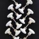 Set of 18 porcelain handles (B-0049-1)