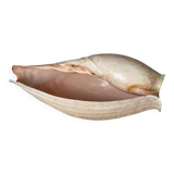 Large Melo Amphora seashell.