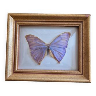 Morpho butterfly frame