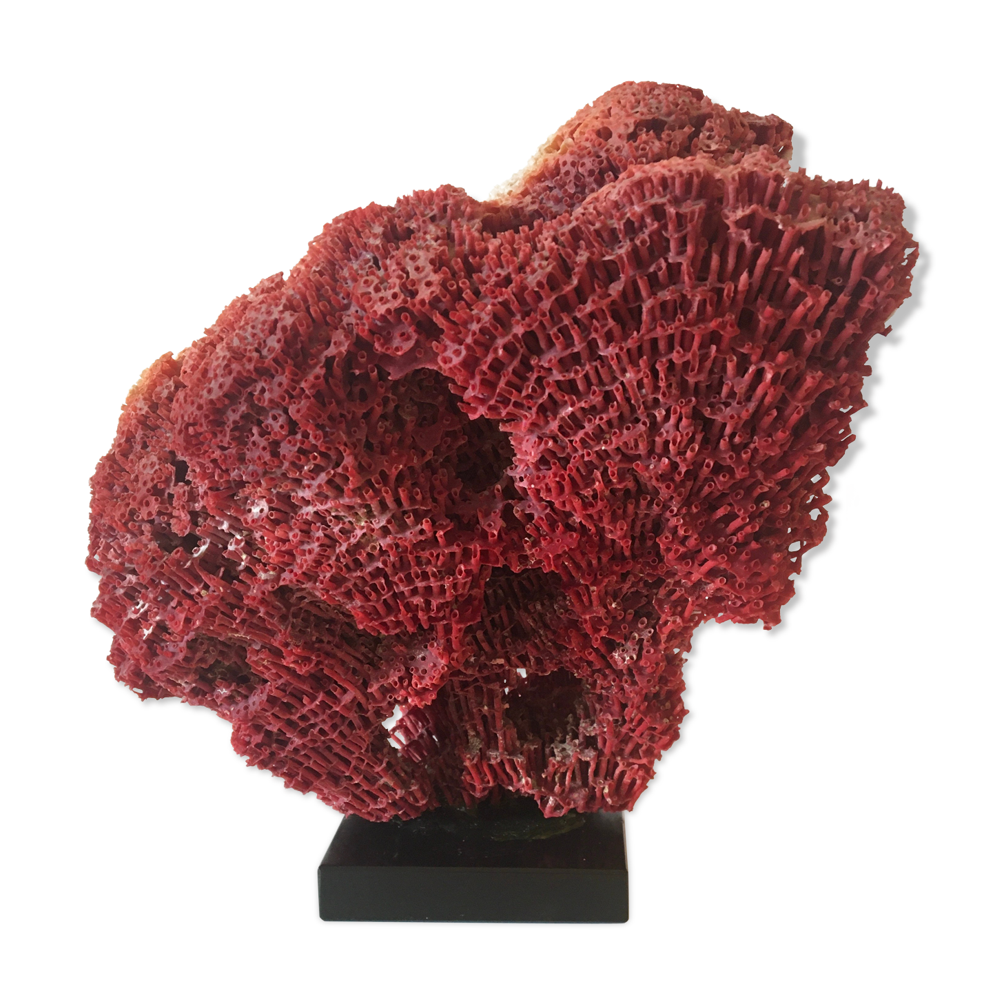 Corail rouge Tubipora Musica, années 70