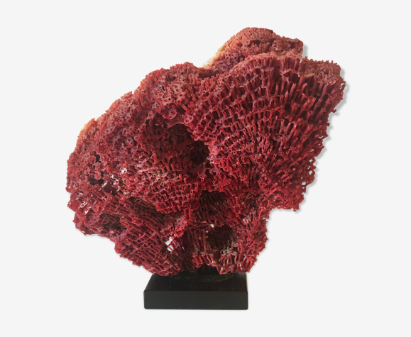 Corail Rouge Tubipora Musica Annees 70 Selency Corail Rouge Tubipora Musica Annees 70 Selency