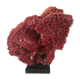 Corail rouge Tubipora Musica, années 70
