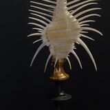 Cabinet of Curiosities shell comb of venus murex triremis on base