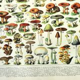 Botanical engraving 1897 A. Millot - Mushroom 1, picking