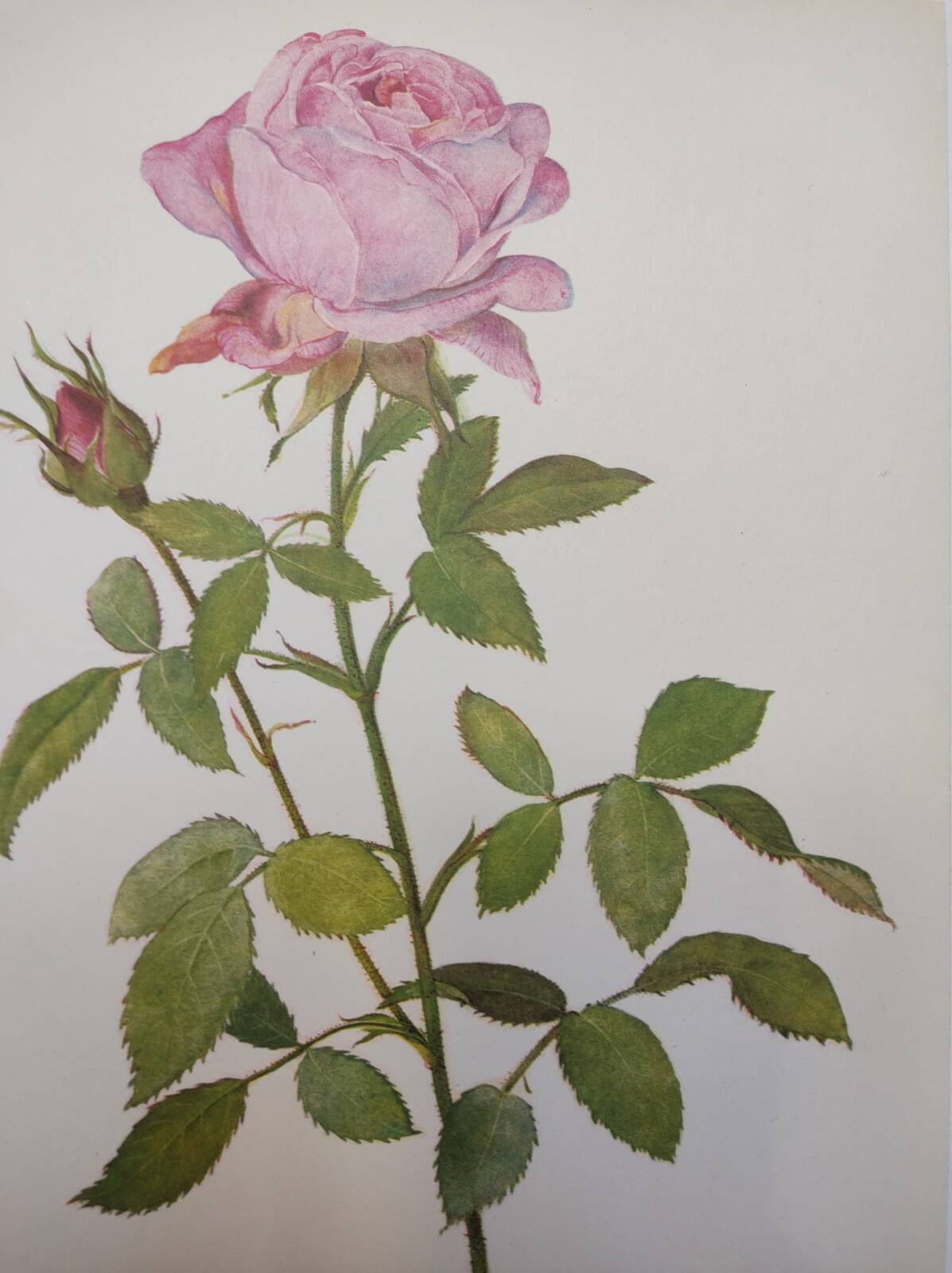 Botanical plate from 1968 Botanical illustration of rose - - Vintage illustration of flower and rose