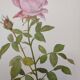 Botanical plate from 1968 Botanical illustration of rose - - Vintage illustration of flower and rose