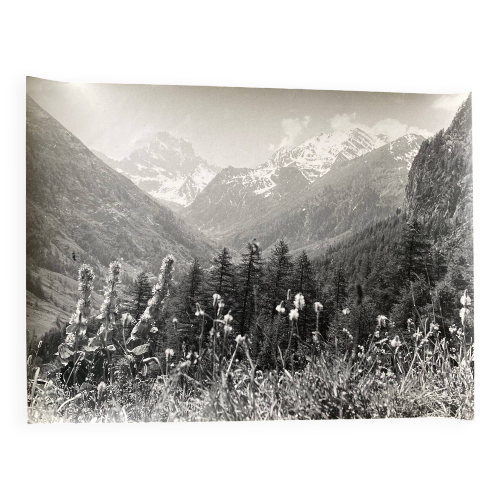 Bernard Darot silver gelatin photograph, 20th century, mountain flowers