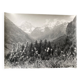 Bernard Darot silver gelatin photograph, 20th century, mountain flowers
