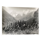 Bernard Darot silver gelatin photograph, 20th century, mountain flowers