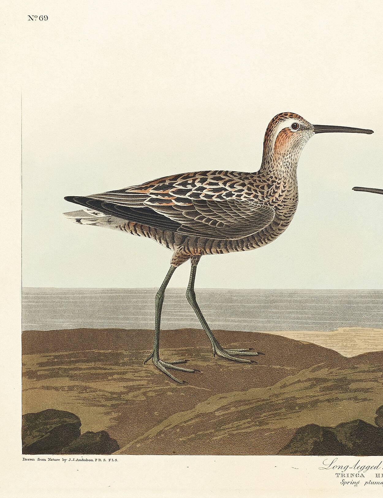 Poster of the Long-legged Sandpiper, after an old engraving
