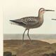 Poster of the Long-legged Sandpiper, after an old engraving