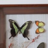 Frame naturalized butterflies