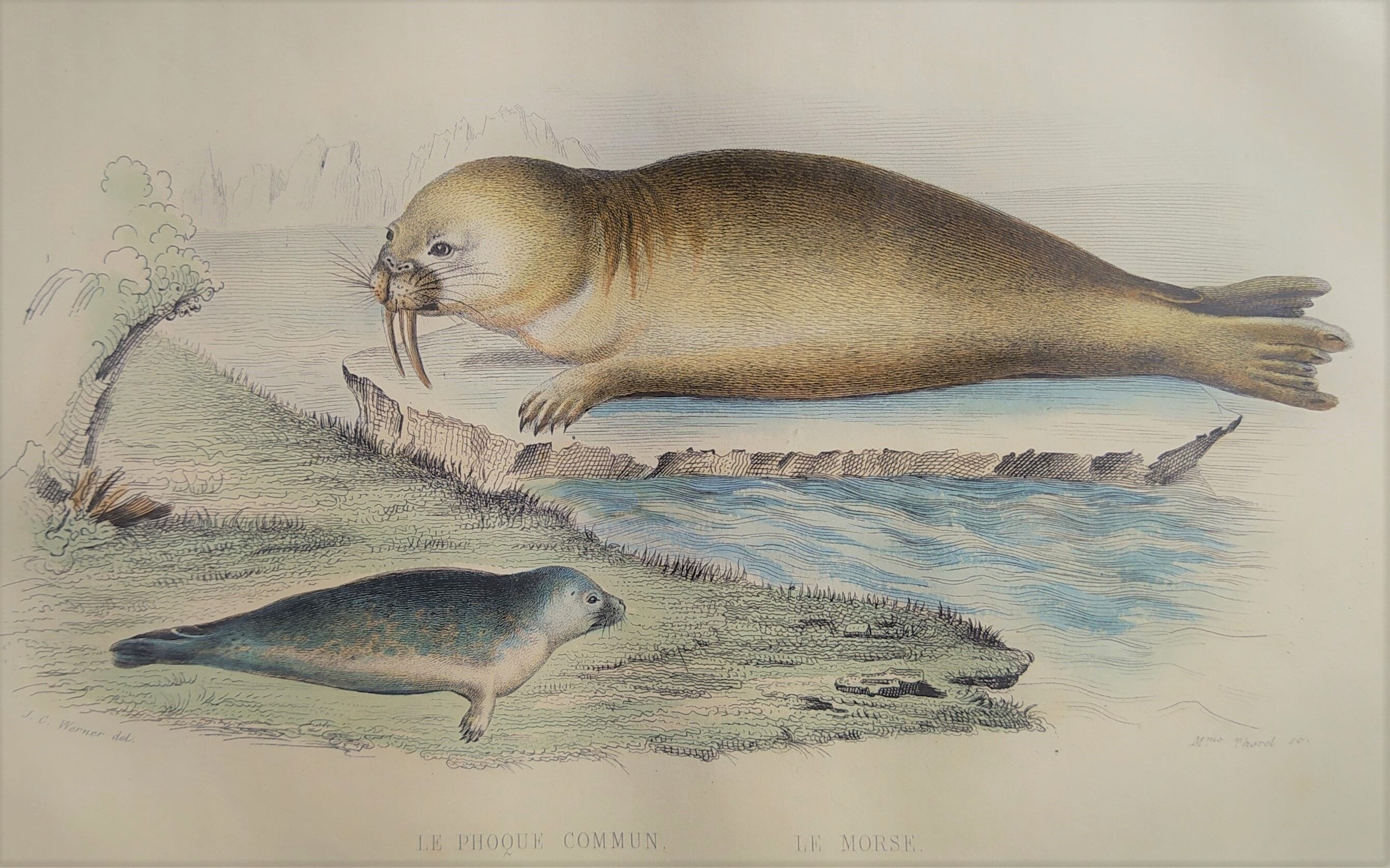 Original zoological plank "Common Seal - Morse" Buffon 1838