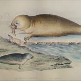 Original zoological plank "Common Seal - Morse" Buffon 1838