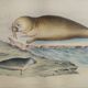 Planche zoologique originale " Phoque Commun & Morse " Buffon 1838