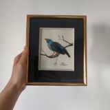 Framing a blue bird in feathers and painting