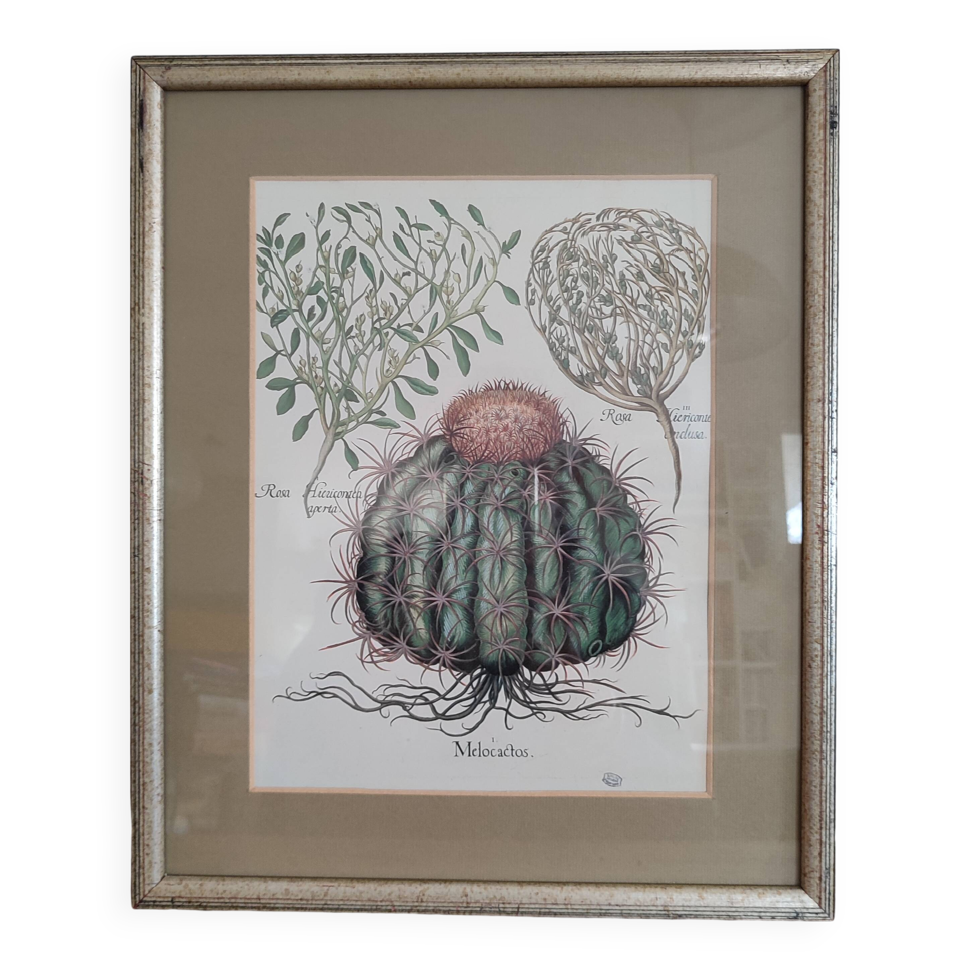 Illustration botanique