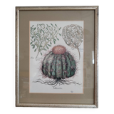 Botanical illustration