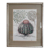 Botanical illustration