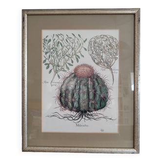 Botanical illustration
