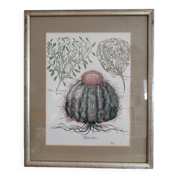 Botanical illustration