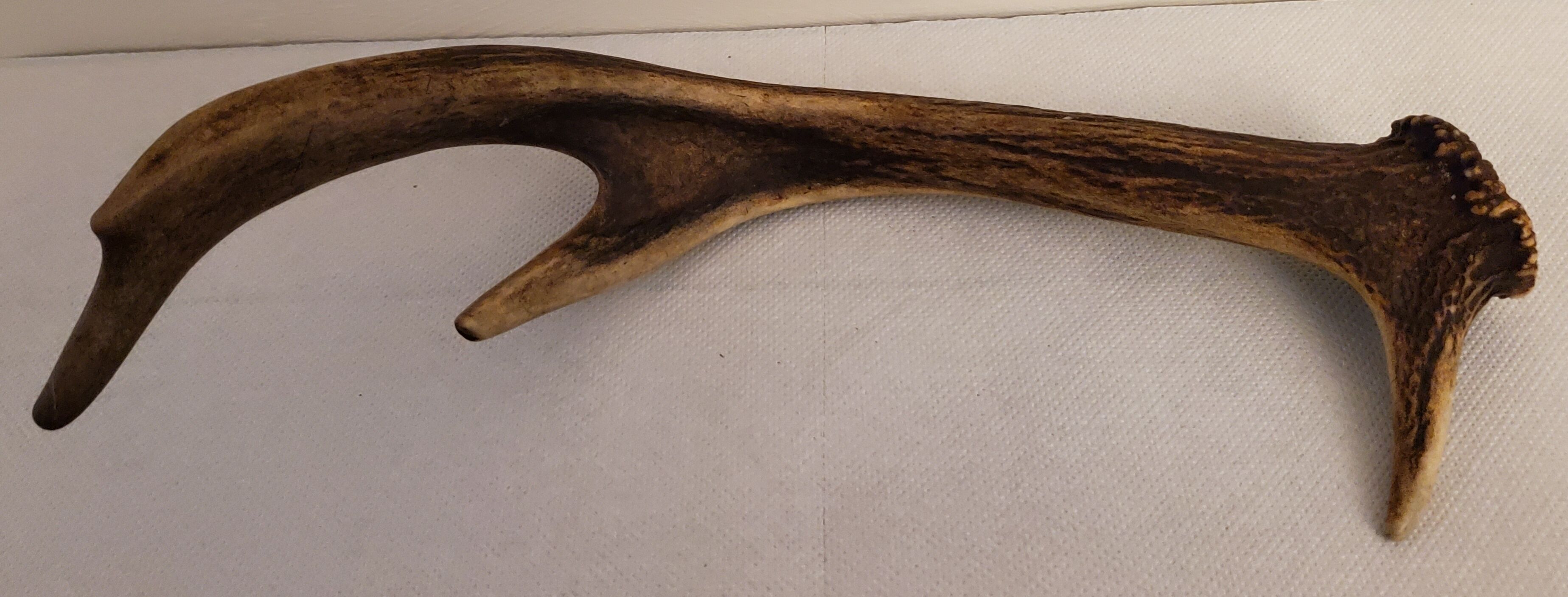 Deer antler
